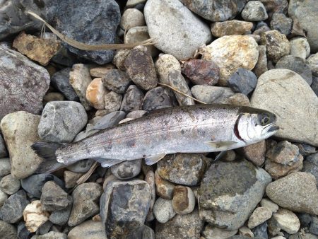甘くない渓流管釣り